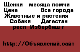 Щенки 4 месяца-помчи › Цена ­ 5 000 - Все города Животные и растения » Собаки   . Дагестан респ.,Избербаш г.